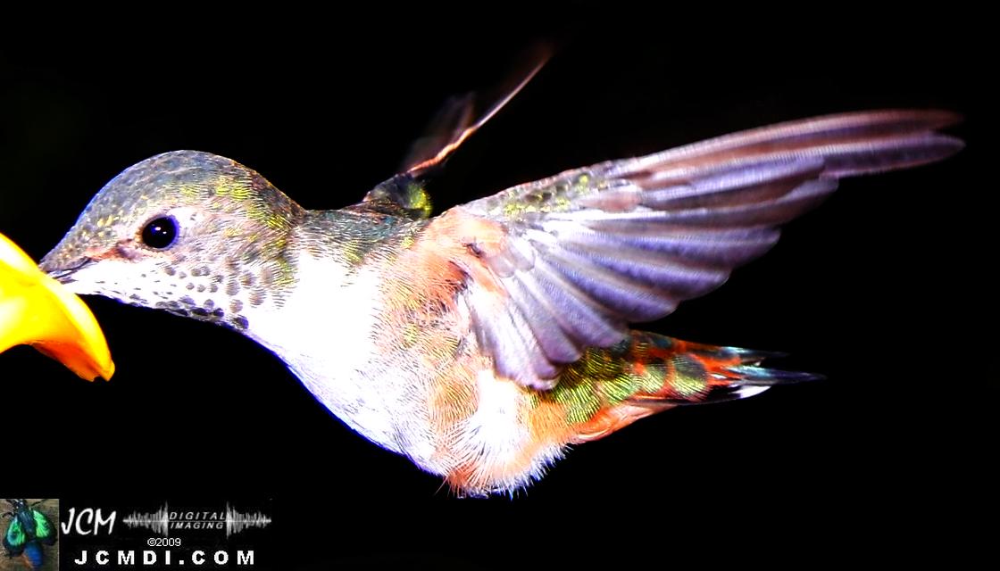 Hummingbird photo captured from Robo-Cam Motion Detection at JCMDI.COM